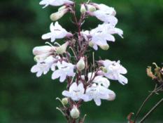 Penstemon digitalis 'Husker Red'Schildpadbloem bestellen